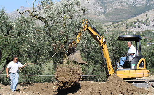Olivenhain-Pflege: Einen Baum umsetzen